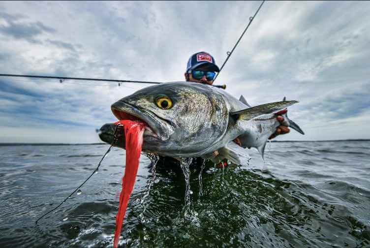 Рыба в Fishspedition